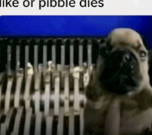 a pug dog is sitting in front of a machine that says like or pibble dies