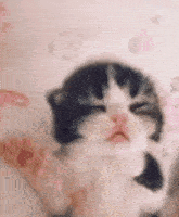 a black and white kitten is sleeping on a pink blanket with its eyes closed .