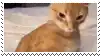 a close up of a cat sitting on a bed with a white frame around it .