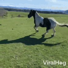 horse hurdling viralhog jumping over the fence running away im coming