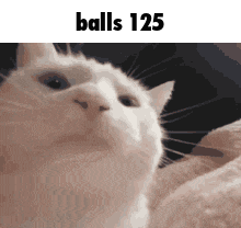 a close up of a white cat 's face with the words balls 125 above it .