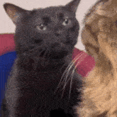 two cats are looking at each other and one of them is black