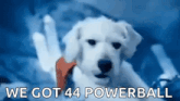 a white dog with the words we got 44 powerball in the background