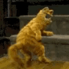 Garfield Dance GIF