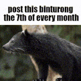 a picture of a black bear with the words post this binturong the 7th of every month below it