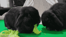 black rabbit rabbit eating holland lop 2rabbit