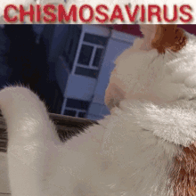 Cat Chismosa GIF - Cat Chismosa Chismosa Virus GIFs