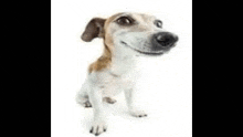 a small brown and white dog is sitting on a white surface and smiling .
