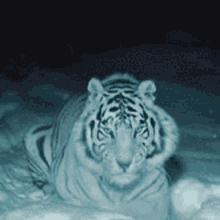 White Tiger Tigers GIF - White Tiger Tigers GIFs
