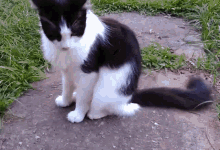 Cat Sniff GIF - Cat Sniff Bow Down GIFs