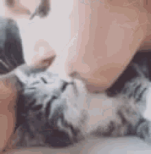 Kitty Kitten GIF - Kitty Kitten Kisses GIFs