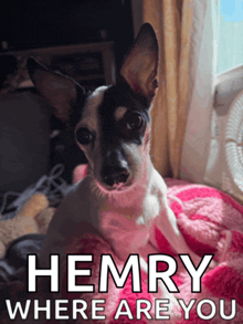 a small black and white dog laying on a pink blanket with the words hemry where are you