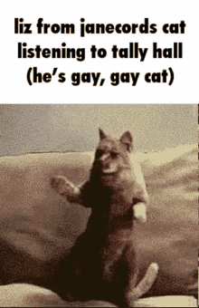 Liz Cat Hes Gay GIF - Liz Cat Hes Gay Gay Cat GIFs