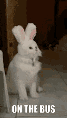 Cat Bunny GIF - Cat Bunny On The Bus GIFs