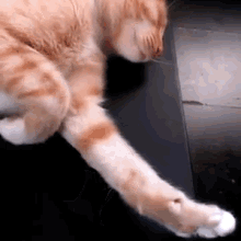 Self Five GIF - Kitten Cat Sleep GIFs