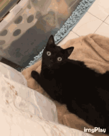 Cat Stare GIF - Cat Stare Surprised GIFs