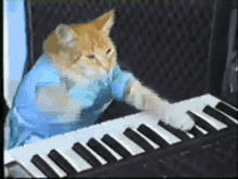 Cats Playing Piano GIFs | Tenor