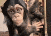 a baby chimpanzee is reaching out towards the camera while standing next to another baby chimpanzee .