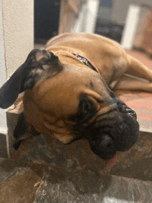 a brown dog is laying down on a tiled floor