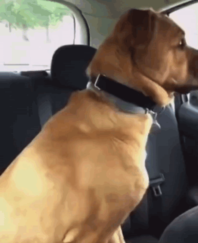 a brown dog is sitting in the back seat of a car