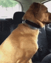 Dog Shaking GIF - Dog Shaking Car GIFs
