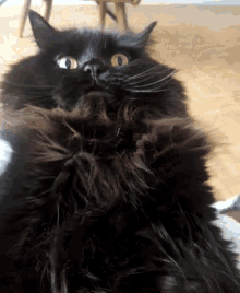 Really Cat GIF - Really Cat Shocked GIFs