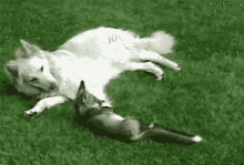 foxwolf play time play cute