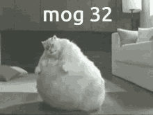 Mog32 Cat GIF - Mog32 Mog 32 GIFs