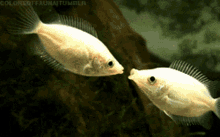 Guang And Alper Fish Kissing GIF - Guang And Alper Fish Kissing Alper Kissing Guang GIFs