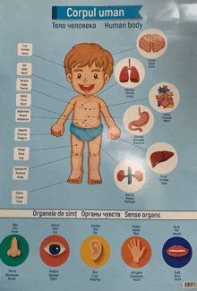 Human Body Language Romania GIF - Human Body Language Romania Kids GIFs