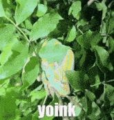 a picture of a chameleon with the word yoink written below it