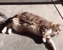 Pamper Me GIF - Cat Vacuum Pamper GIFs