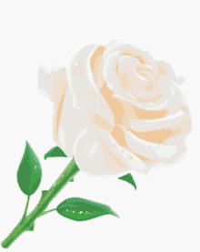 rose white %D1%80%D0%BE%D0%B7%D0%B0 flower %D1%86%D0%B2%D0%B5%D1%82%D0%BE%D0%BA