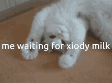Me Waiting For Xiody Milk Cat GIF