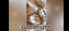 a cat is sleeping under a blanket and the words goodnight are above it