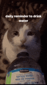 Cat Cat Drink Water GIF