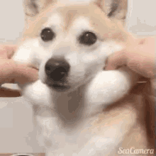 Doge Squishy GIF - Doge Squishy Fluffy GIFs