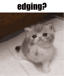 Edging Cat GIF