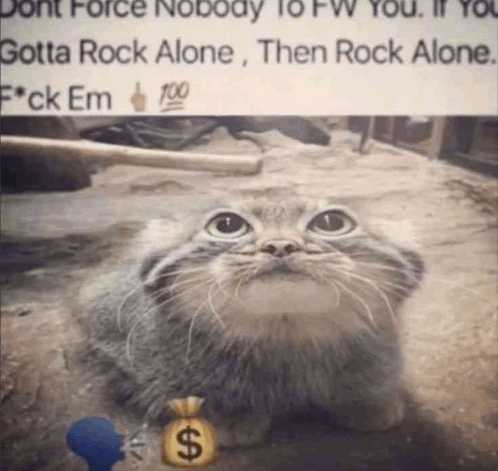Loadnig cat meme, loading cat, meme cat, HD wallpaper