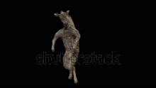 a hyena is standing on its hind legs on a black screen