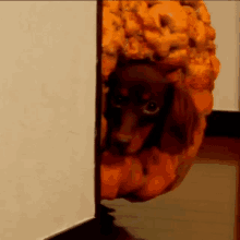 Chocomimi Dog GIF - Chocomimi Dog Looking GIFs
