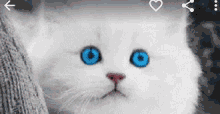 Cat Cute GIF - Cat Cute Blink GIFs