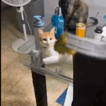 Cat Cat Vomit Gif - Cat Cat Vomit Vomit - Discover & Share Gifs