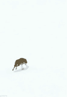 Wolves Wolf GIF - Wolves Wolf Pack GIFs