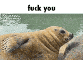 Seal Yellow Seal GIF - Seal Yellow Seal Jumpscare GIFs