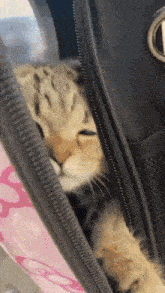 Cat Backpack GIF - Cat Backpack GIFs