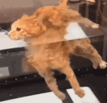 Floating Cat GIF - Floating Cat Floating Cat GIFs