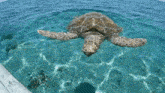 a sea turtle is swimming in the ocean with a watermark that says vcp