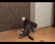 Timun GIF - Timun Kucing Kucing Kaget GIFs
