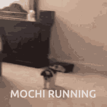 Mochi Running GIF - Mochi Running Mochi Running GIFs